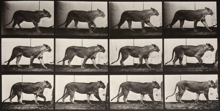 Lioness Walking (1887)