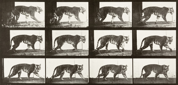 Tigress Walking (1887)