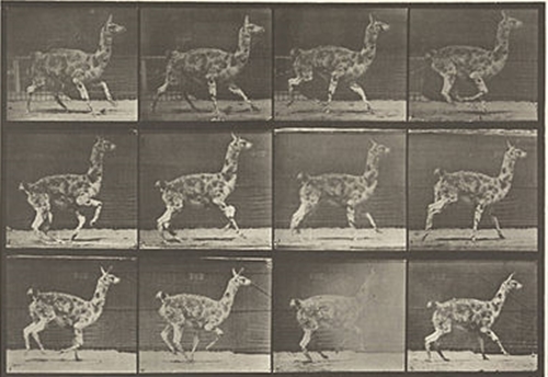 Guanaco Galloping (1887)